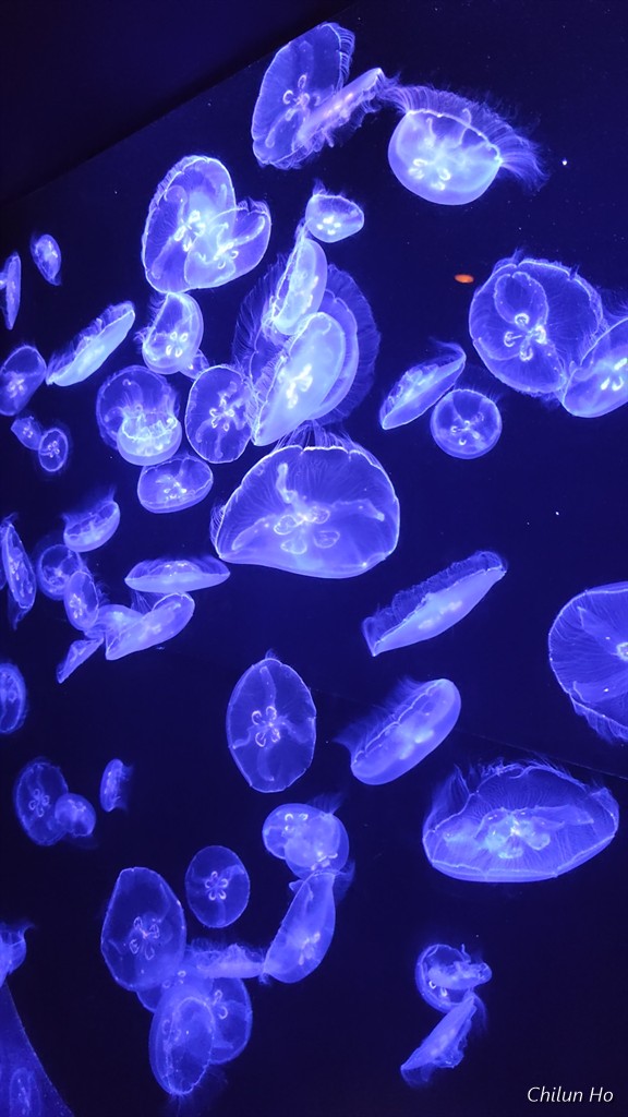 沖縄美ら海水族館
